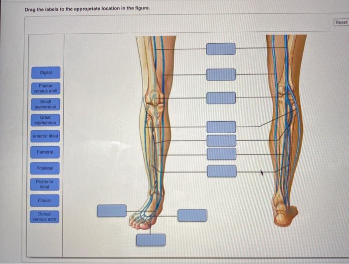 Drag the labels to the appropriate location in the figure.