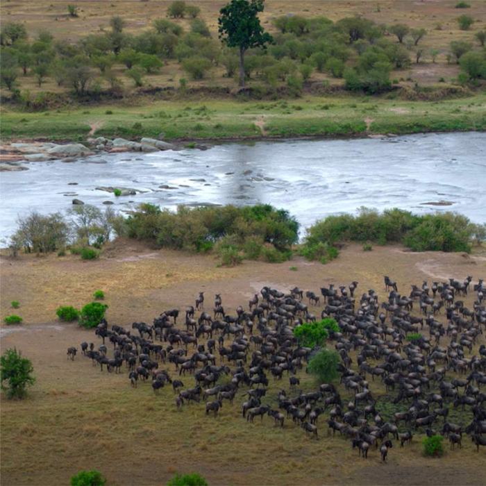 Population regulation in the serengeti answers