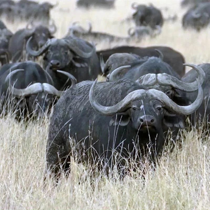 Population regulation in the serengeti answers