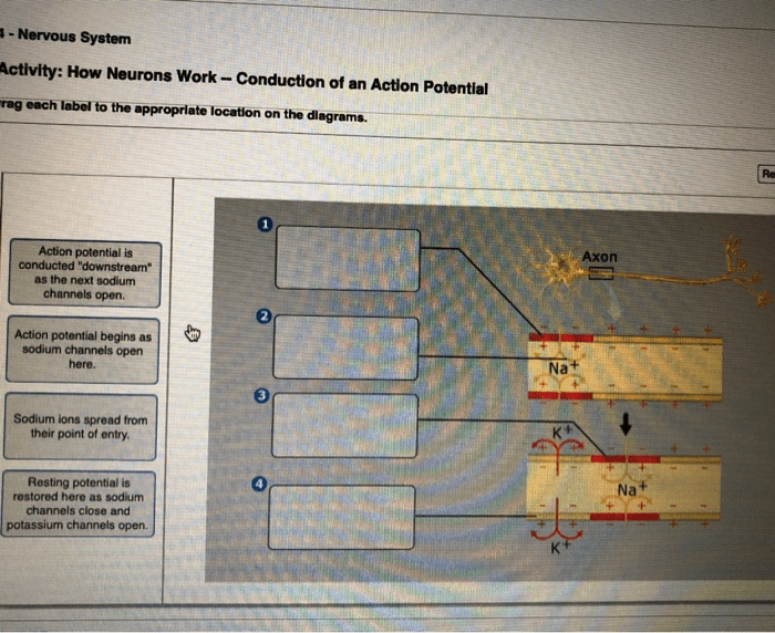 Bioflix activity how neurons work action potential events