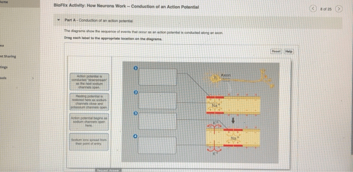 Bioflix activity how neurons work action potential events